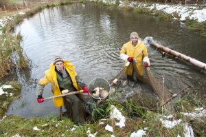 Abfischen im Gartenteich