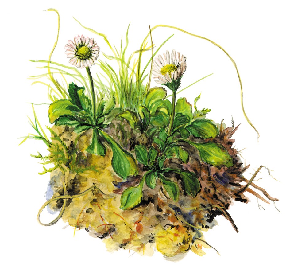 Österreichs Heilkraut 2023:
Gänseblümchen (c) Adolf Blaim